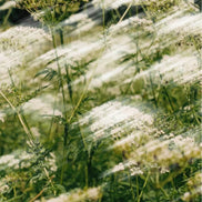 Daily Hydration Cream