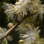 Sensetive Skin Face & Body Cleanser