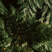 Gloss Elixir Shampoo